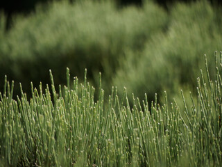 fresh green leaves of a genista bush with selective focus