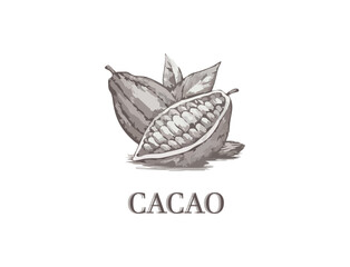 Cacao illustration