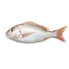 A pristine view of a freshly caught snapper. A close-up shot of this marine animal is ready for your next seafood project.