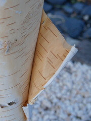 old birch bark peeling of from the tree trunk opening a gap with brown and white colored sheets