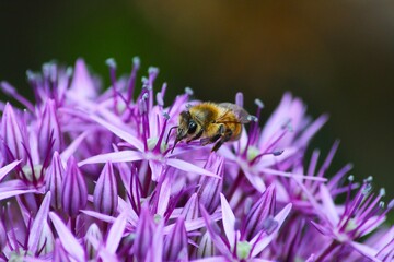 honeybee is collecting nectar from a plant