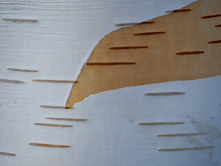 striped birch bark in two layers of brown and white color from partly peeling from the trunk