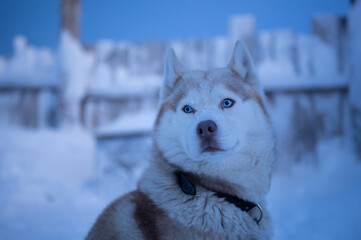 Portrait of a beautiful husky dog wearing a collar, looking around in a snowy village in Lapland,...