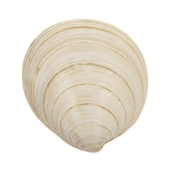 A pristine, intricately patterned seashell, bathed in soft light, lies in serene isolation, showcasing nature's artistry.