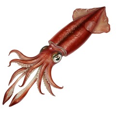 A solitary squid floats gracefully, its elongated body and delicate tentacles depicted with precision in a detailed illustration.