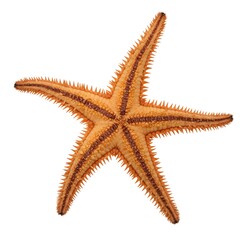 A close-up view of a stunning, starfish displaying intricate textures, radiating a captivating allure and a touch of natural beauty. The image captures the unique marine organism.