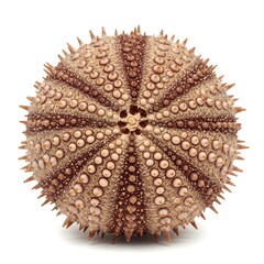A close-up captures a stunning sea urchin's intricate detail, revealing the fascinating textures and patterns of its spiky exterior. Showcasing the beauty of the underwater world.