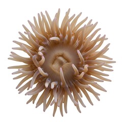 Capture the elegance of a sea anemone, its delicate tentacles and intricate radial symmetry forming a mesmerizing underwater scene. Explore the beauty and intricacy of nature's design.