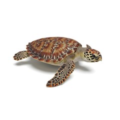 A detailed, full-body shot of a sea turtle, the reptile's textured shell and flippers are in sharp focus. Capture the beauty of the marine creature and its peaceful presence.