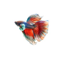 A vibrant and captivating Betta fish showcases its exquisite colors. The Betta's elegant fins are on display, highlighting its delicate beauty.