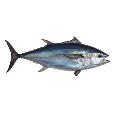 A majestic tuna glides gracefully through the water, capturing the sleekness and vibrancy of this aquatic marvel.