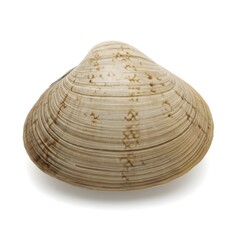 A close-up studio shot of a clam shell, highlighting its intricate textures.