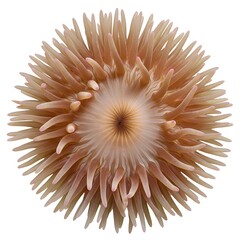 Close-up of a sea anemone, showcasing its intricate radial symmetry and delicate, pastel-toned tentacles. 