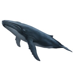 A majestic blue whale swims gracefully, showcasing its massive form and gentle nature, perfect for marine life enthusiasts. 