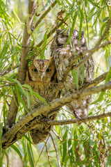 Pair of Tropical Screech Owl (Megascops choliba) perched on a tree branch.