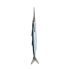 A striking close-up of a slender needlefish showcases the unique features of this aquatic marvel, highlighting its elongated, needle-like snout and sleek, streamlined body.