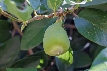 Fruit of creeping fig (Ficus pumila).