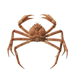 An extraordinary crab, captured in a highly detailed, high-angle shot, showcasing the intricate exoskeleton and formidable claws. The image radiates a sense of the ocean's mystique.