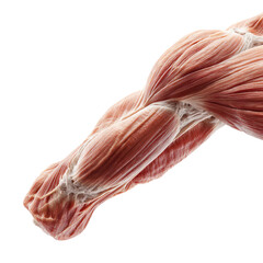 a illustration of a flexed human arm showing muscle structure on transparent background.