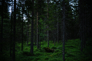 Bright summer evening in a dense coniferous forest in Norway, Nannestad, summer in Norway