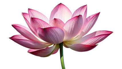 Fototapeta premium Lotus Flower with Stem on White Background