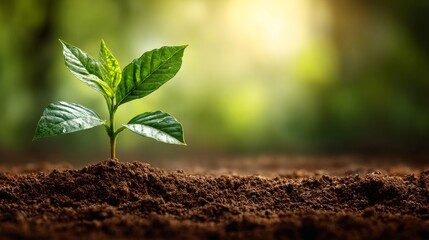 The image of a green seedling sprouting from heart-shaped soil represents a deep love for nature and a commitment to environmental preservation