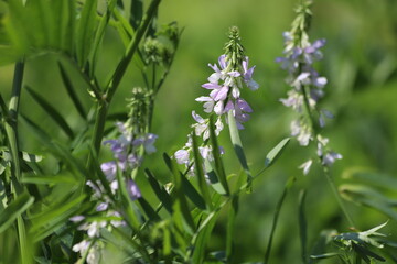 Blossoming galega officinalis, goat rue. Medicinal herb.
