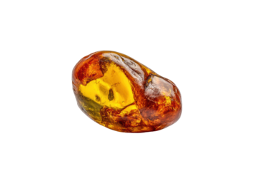 PNG Polished amber fossil resin with insect inclusion on black background