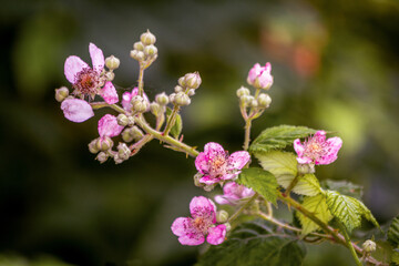 Beautiful bush