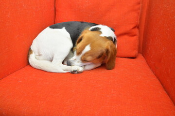 A Beagle dog is resting in a red armchair. A Beagle dog is sleeping in a stylish red chair. The concept of pets and love for dogs