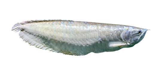 fine silver arowana isolated on white
