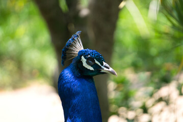 peacock bird face closeup