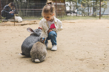 A preschool girl happily pets two gray rabbits at a petting zoo, creating a touching scene of child-animal bonding. A preschool girl enjoys interacting with rabbits at a petting zoo.