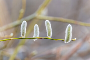 Nature awakes in spring. Blooming willow twigs and furry willow-catkins, so called seals or cats....