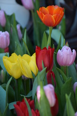 los tulipanes 