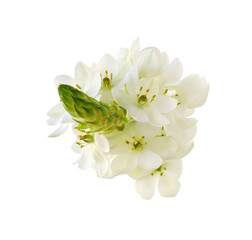 Rosette of white ornithogalum flowers isolated on white or transparent background