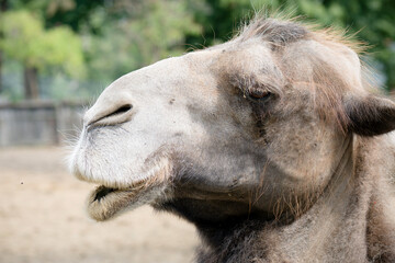 portrait of a camel