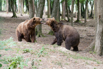 brown bear cub © George