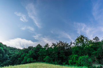 Obraz premium landscape with trees