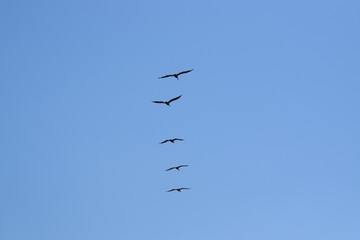 aves en formación 