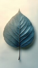 Leaf on a white surface with a blue background plant background