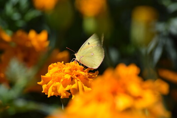 mariposa en flor 