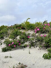 Vibrant pink beach rose adding splashes of color to the sand dunes