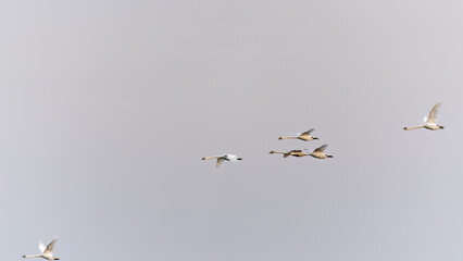 Flying swans. Blue sky background. Swans: Mute Swan. Cygnus olor. Flock of swans gliding gracefully through the morning sky at dawn.