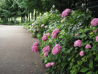アジサイの咲く散歩道