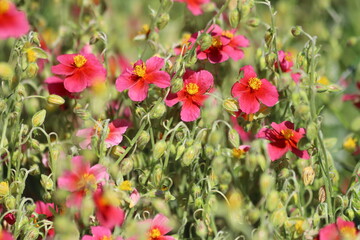 Helianthemum nummularium, rock rose. Red flowers with yellow stamens.