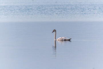 Graceful white Swan swimming in the lake, swans in the wild. Portrait of a white swan swimming on a...