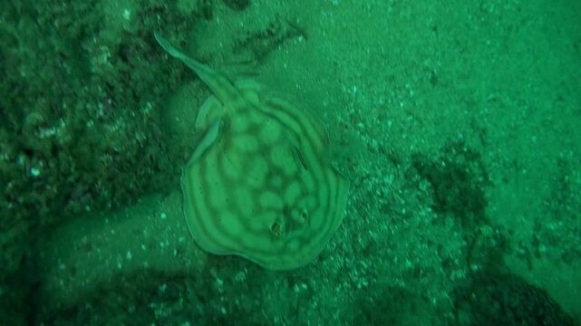 A round ray with intricate patterns for camouflage glides through the dark waters near the ocean floor off the coast of Mexico, searching for food amongst the rocks.