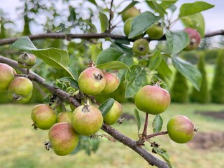 Close-up of unripe green apples growing on a branch in a garden. Fresh young apple fruits with hints of red, surrounded by green leaves and soft natural background. Summer orchard scene.