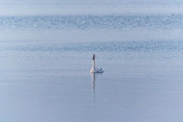 Graceful white Swan swimming in the lake, swans in the wild. Portrait of a white swan swimming on a lake.